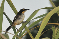 Donacobius atricapilla